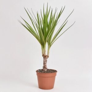 Dracena Marginata 1 pęd