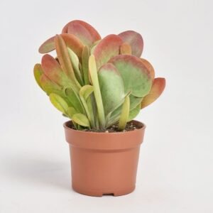 Kalanchoe Oricula