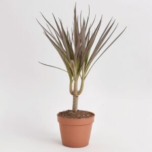 Dracena Marginata Magenta 1 pędów