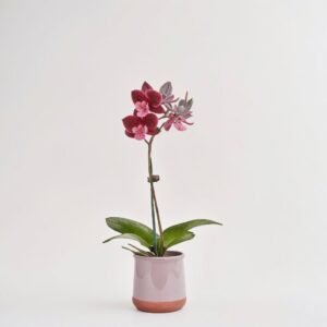 Phalaenopsis mini w ceramice 1 pęd