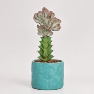 Euphorbia Lactea Kristata w ceramice