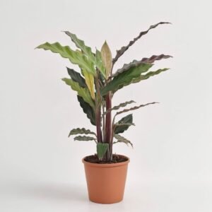 Calathea Ruf Wave Star