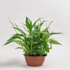 Skrzydłokwiat Chopin