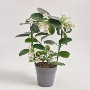 Stephanotis 8-10 pędów