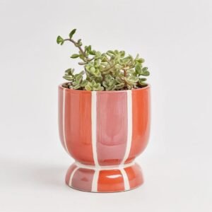 Sukulenty mix w ceramice