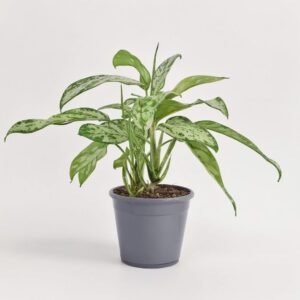 Aglaonema Silver Queen