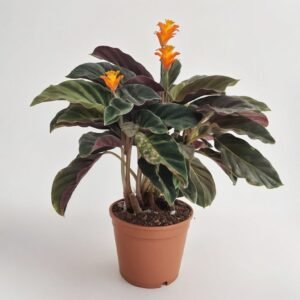 Calathea Crocata