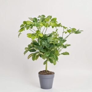 Szeflera Gold Capella