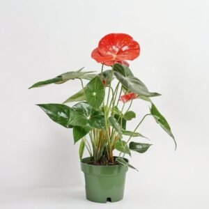 Anturium Arebo
