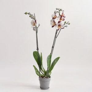 Phalaenopsis 2 pędy. biały mix