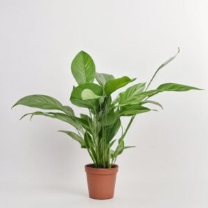 Skrzydłokwiat Bingo Cupido