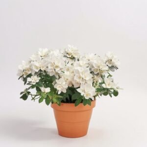 Azalia mix w ceramice