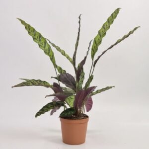 Calathea Lancifolia
