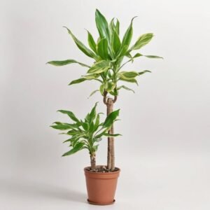 Dracena   Coast 2 pędy