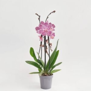 Phalaenopsis kaskada 2 pędy . mix