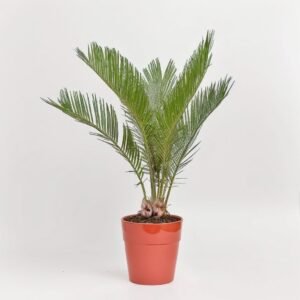 Cykas Revoluta w ceramice