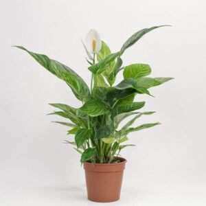 Skrzydłokwiat Verdi