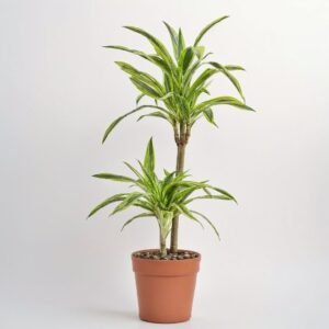 Dracena Lemon Lime 2 pędy
