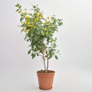 Lantana Camara