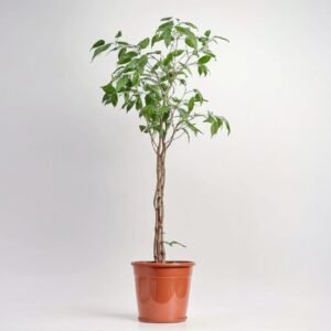 Fikus Benjamina Exotica .
