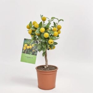 Cytrofortunella Margarita mandarynka