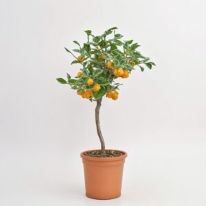 Cytrofortunella Microcarpa