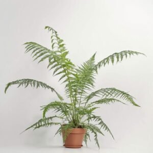 Dicksonia Antarctica