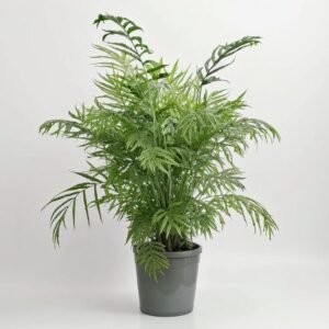 Chamedorea Elegans