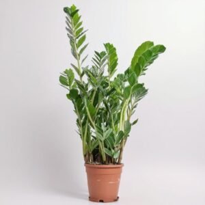 Zamiokulkas  10 pędów