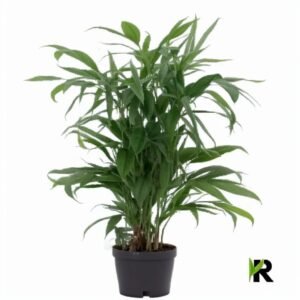 Chamedorea Seifrizii