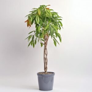 Benjamina Amstel King